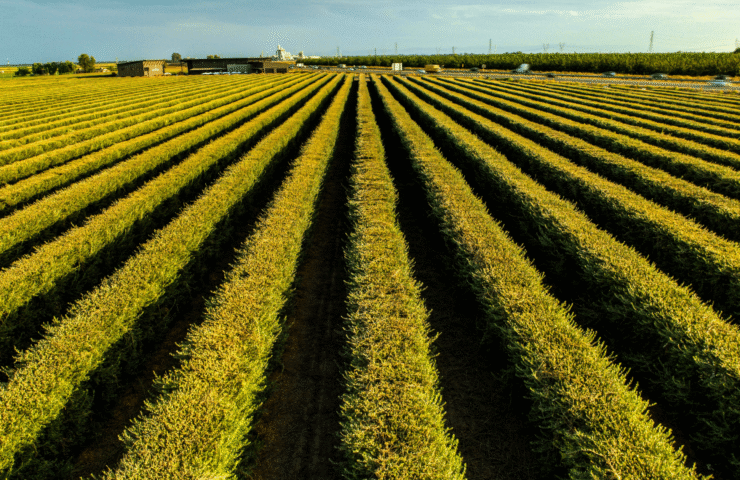 Farm Hero Featured Images (10)