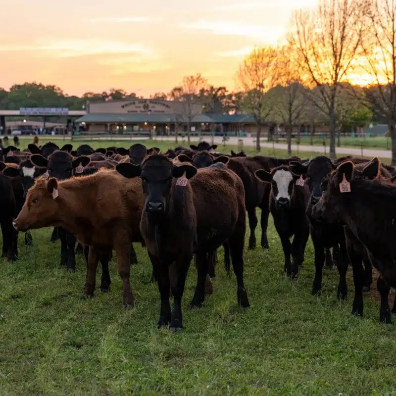 White Oak Pastures