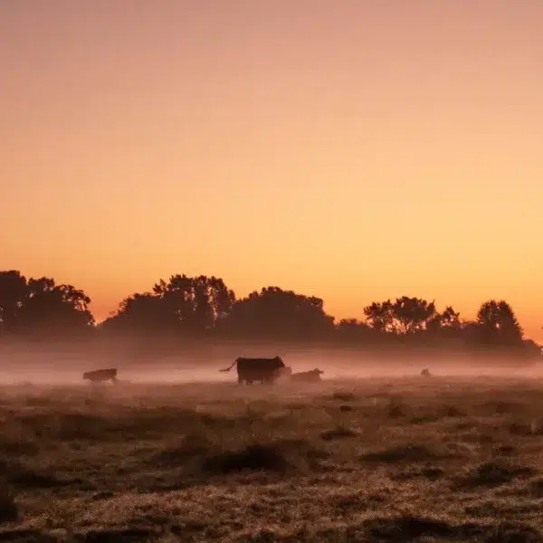 Swanson Family Farms