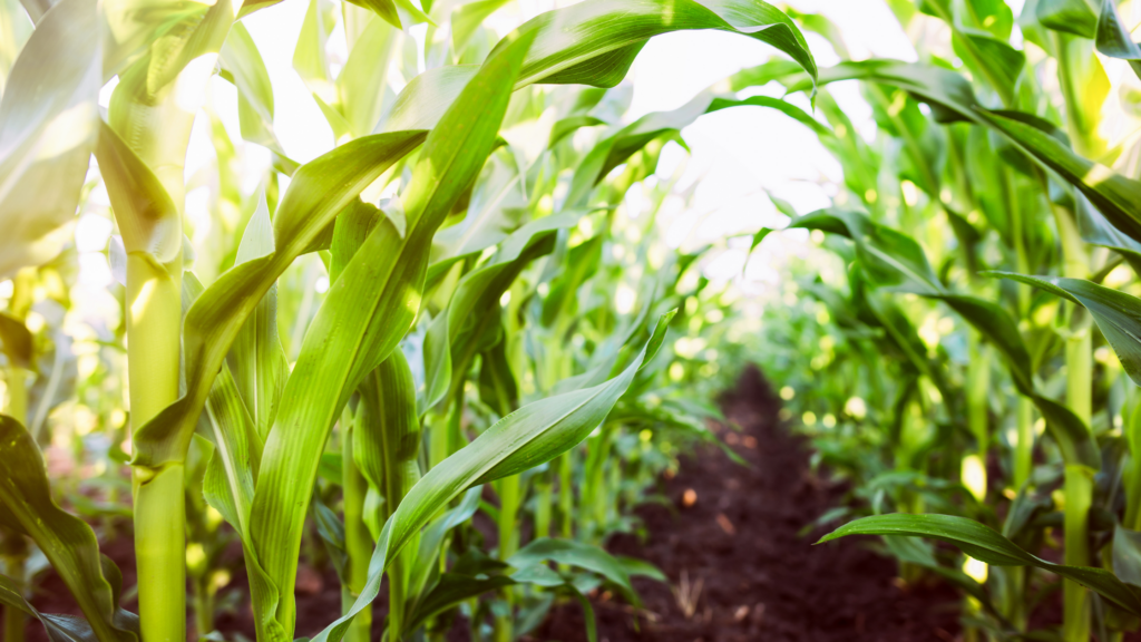 USDA Funding Window Nears as Regenerative Agriculture Programs Expand Across Public and Private Markets