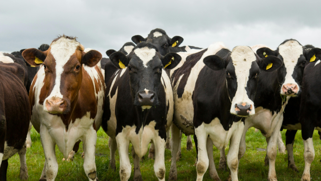 New World Screwworm Cases in the U.S. Test Federal Livestock Defenses