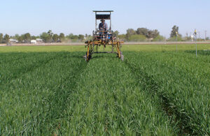 USDA ARS scientist applying nitrogen fertilizer to a wheat field in Maricopa Arizona