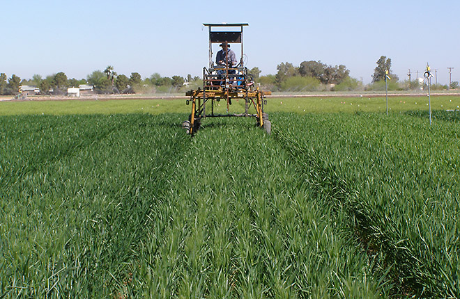 USDA Cuts Winter Wheat Outlook as Plains Drought and Fertilizer Costs Pressure Producers