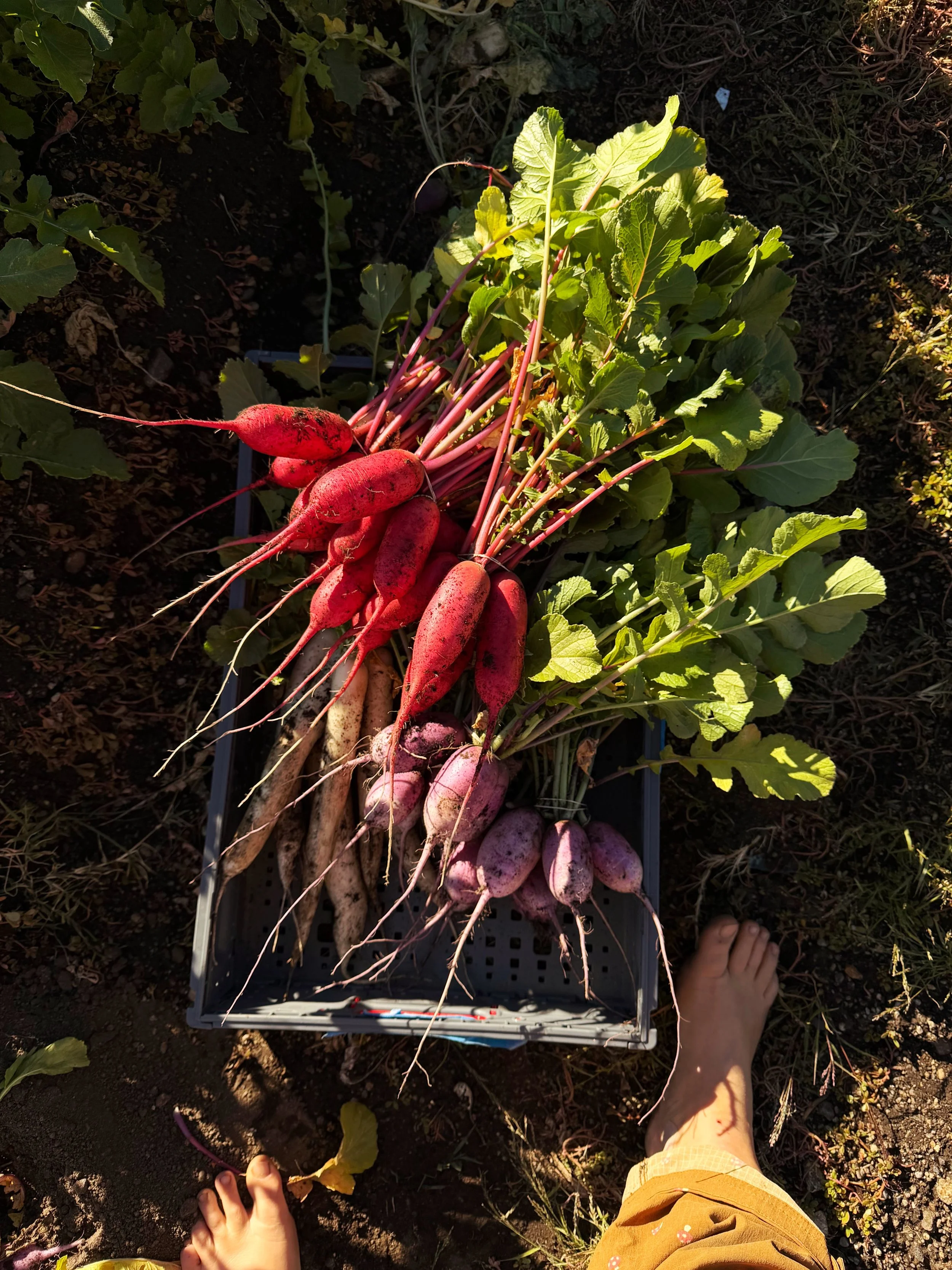 A basket of freshly harvested radishes at Blue Heron Farm