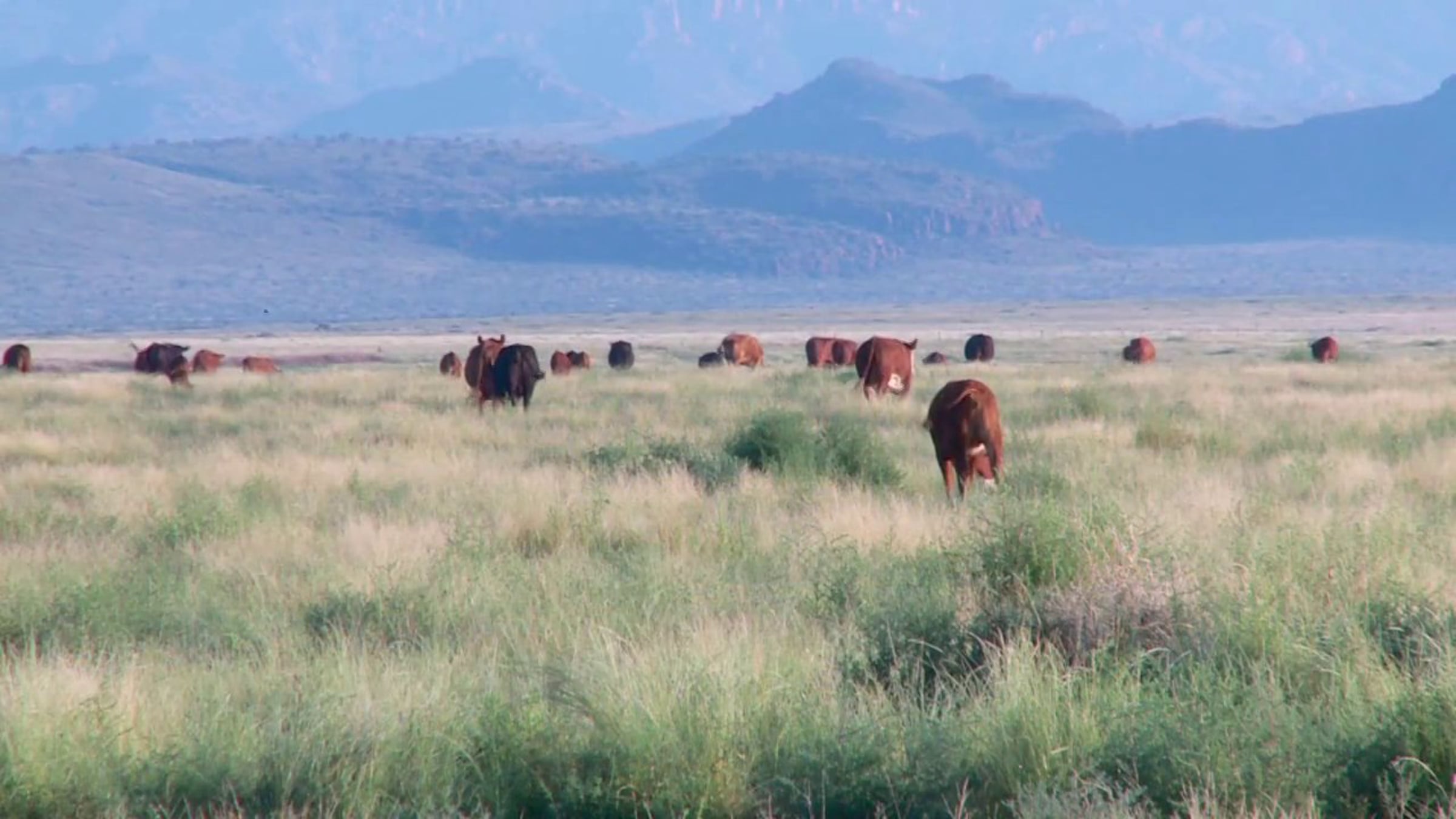 Cattle grazing green grass with mountains behind them at the Mimms Unit in West Texas