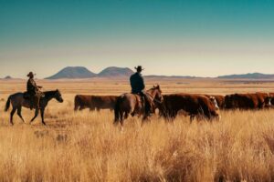 Cowboys moving cattle across the Mimms Unit grasslands near Marfa, Texas