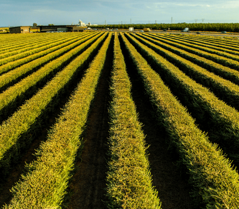 Farm Hero Featured Images (10)