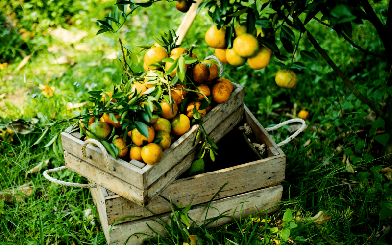 Farm Hero Featured Images (4)