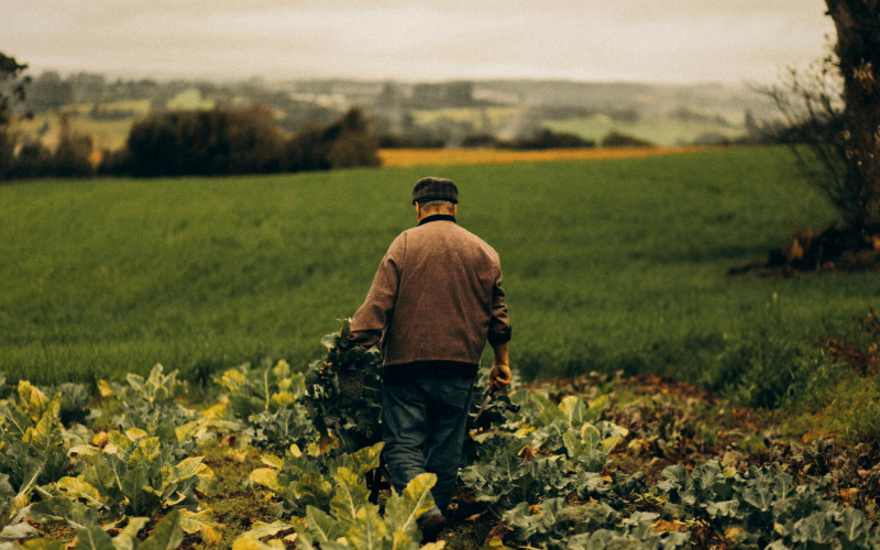 Farm Hero Featured Images (8)