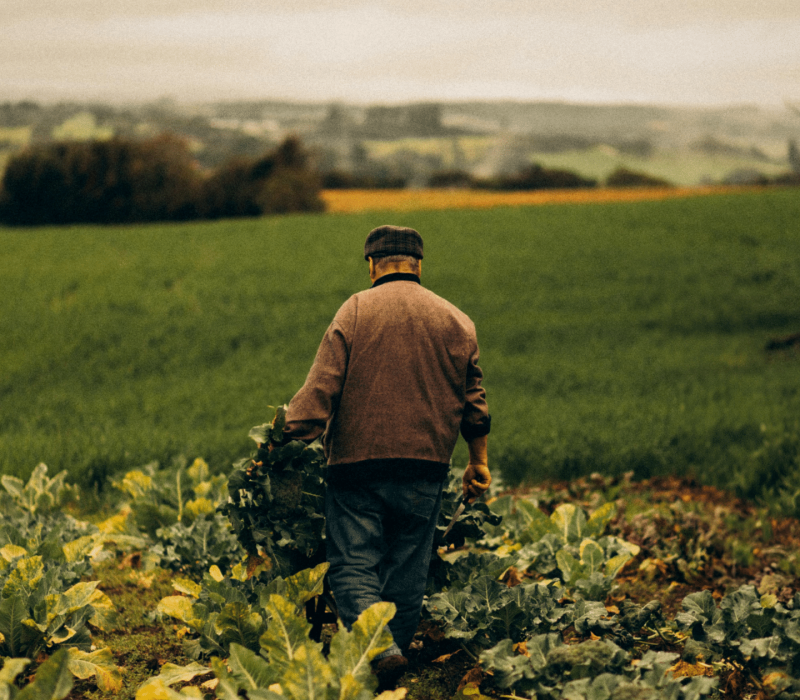 Farm Hero Featured Images (8)
