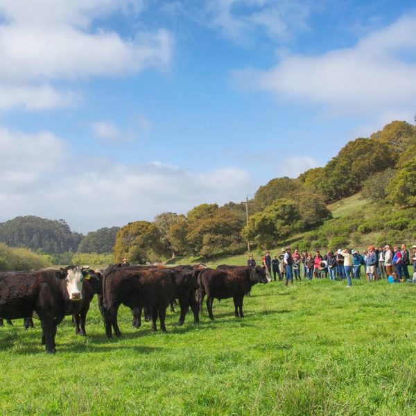 TomKat_Ranch_Tour-2_0