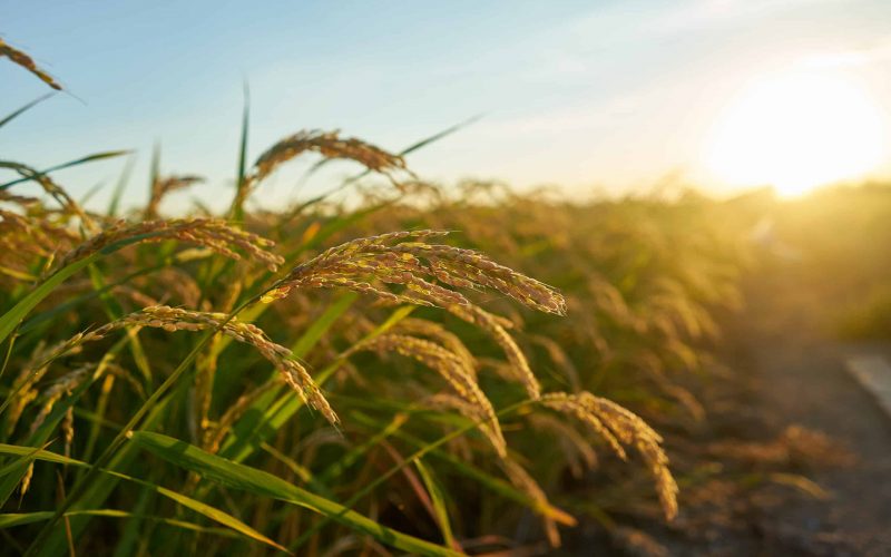 A large green rice field with green rice plants in rows in Valencia sunset